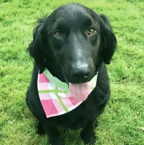 Dog Bandana For Charity